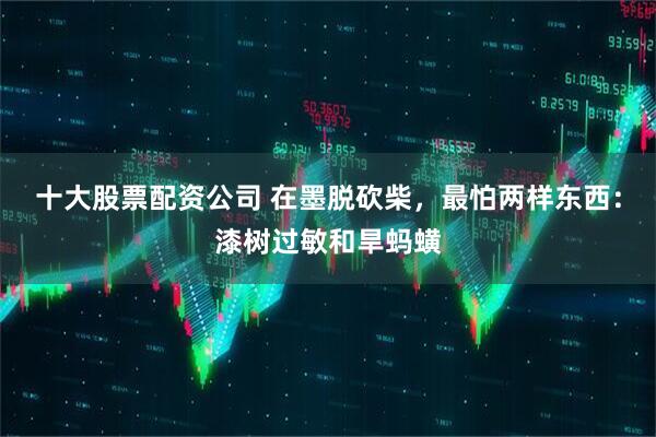 十大股票配资公司 在墨脱砍柴，最怕两样东西：漆树过敏和旱蚂蟥